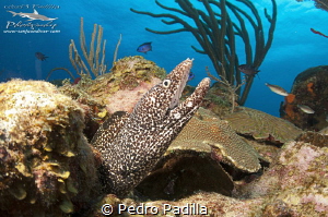 Close encounter with spotted eel 
Wall Dive Playa Santa ... by Pedro Padilla 